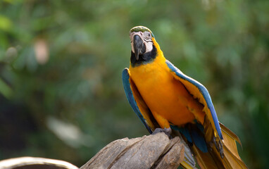 Idyllic Animal Birdwatch safari: Beautiful and curious Blue and Yellow Parrot macaw tropical bird on nature background