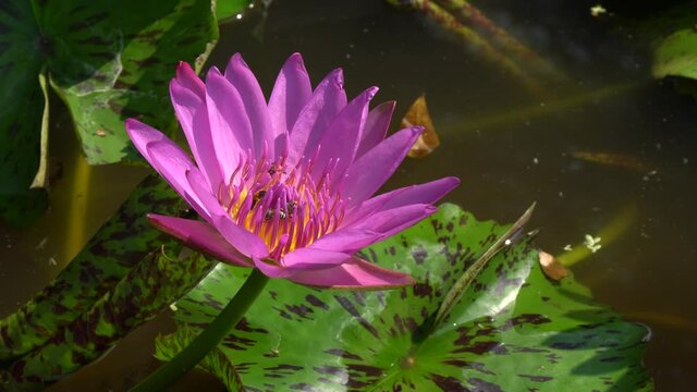 Single bloom Purple violet Lotus flower or Nymphaea nouchali or Nymphaea stellata is a water lily of genus Nymphaea. closeup Nature flowers Footage 4K.