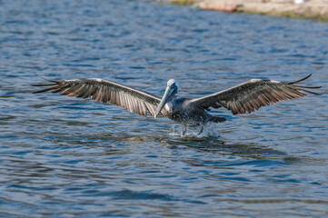 Brown Pelican (Pelecanus occidentalis) in Malibu Lagoon, California, USA