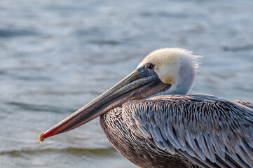 Brown Pelican (Pelecanus occidentalis) in Malibu Lagoon, California, USA