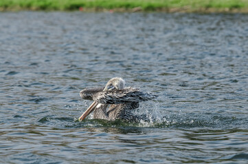 Brown Pelican (Pelecanus occidentalis) in Malibu Lagoon, California, USA