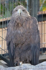 天王寺動物園のニホンイヌワシ
