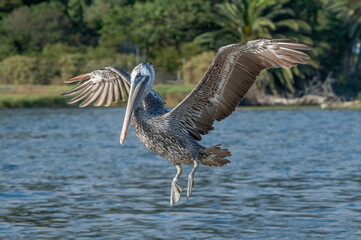 Brown Pelican (Pelecanus occidentalis) in Malibu Lagoon, California, USA
