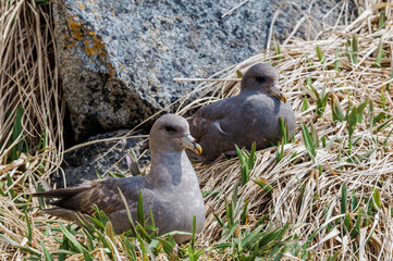 Dark-morphed Northern Fulmar (Fulmarus glacialis) at Chowiet Island, Semidi Islands, Alaska, USA