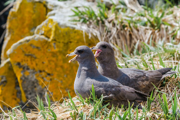 Dark-morphed Northern Fulmar (Fulmarus glacialis) at Chowiet Island, Semidi Islands, Alaska, USA
