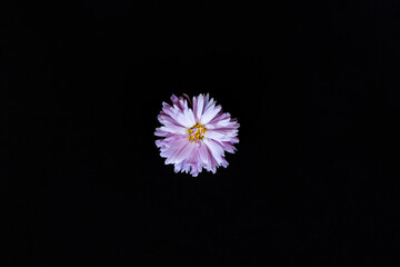 Purple flower  isolated on a black background