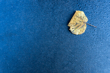 Water drops, raindrops and leaf on blue texture, top view