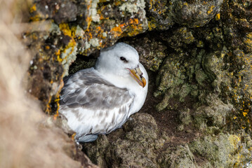 Light-morphed Northern Fulmar (Fulmarus glacialis) at St. George Island, Pribilof Islands, Alaska, USA