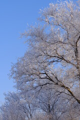 Deciduous tree covered with snow and frost