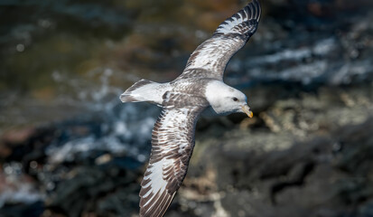 Light-morphed Northern Fulmar (Fulmarus glacialis) at St. George Island, Pribilof Islands, Alaska, USA
