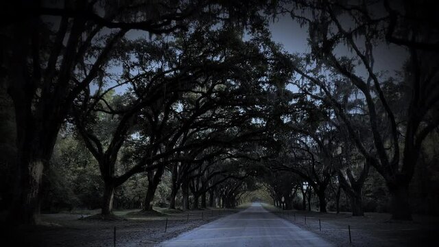Driving down a road lined with huge Live Oak trees in Savannah Georgia
