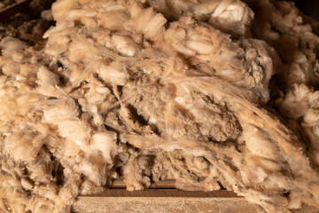 sheep fleece, Old shearing shed