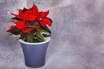 Flower in a pot on gray background.
