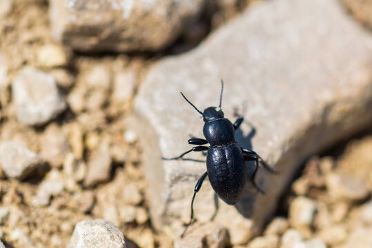 Desert Stink Beetle or Eleodes Armata on a stone