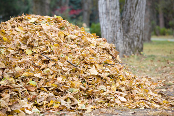 A pile of fallen leaves in the park. The concept of autumn, bringing cleanliness in parks and alleys.