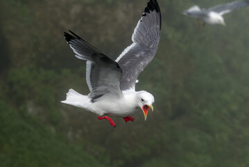 Red-legged Kittiwake (Rissa brevirostris) at colony in St. George Island, Pribilof Islands, Alaska, USA