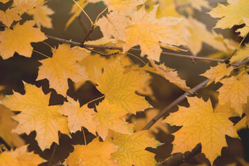 Selective focus. Yellow foliage on the branches. Autumn background, toned image. The concept of autumn, september, october, november.