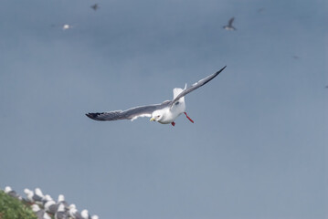 Red-legged Kittiwake (Rissa brevirostris) at colony in St. George Island, Pribilof Islands, Alaska, USA