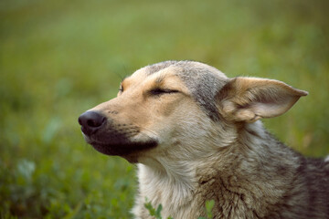 Stray dog lying on the grass in the park. Homeless animal.