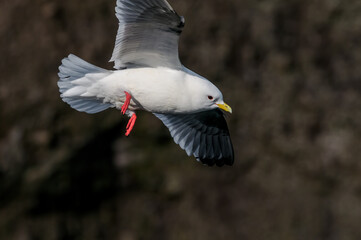 Red-legged Kittiwake (Rissa brevirostris) at colony in St. George Island, Pribilof Islands, Alaska, USA