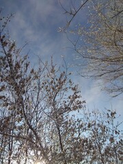trees and sky