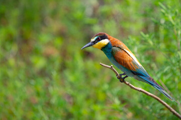 European bee-eater or Merops apiaster is sitting on a twig