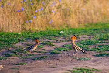 Eurasian Hoopoe or Upupa epops. The pair of birds is sitting on branches