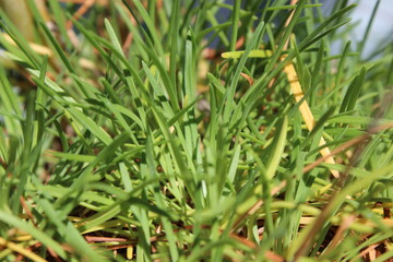 Obraz premium Grass