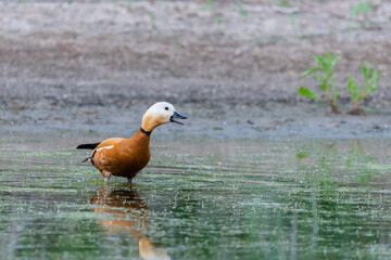 Ruddy Shelduck female in its natural habitat