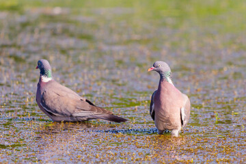 Wild Wood pigeon or Columba palumbus in water of pond