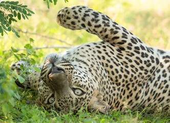 leopard resting on ground