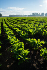 Ackerbau - Reihen mit heranwachsenden Zuckerrüben auf einem Feld im Morgenlicht. Symbolfoto.