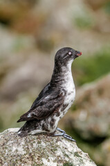 Least Auklet (Aethia pusilla) at colony in St. George Island, Pribilof Islands, Alaska, USA