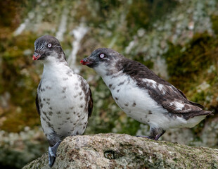 Fototapeta premium Least Auklets (Aethia pusilla) at colony in St. George Island, Pribilof Islands, Alaska, USA
