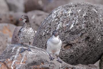 Least Auklet (Aethia pusilla) with food to chick at colony, St. George Island, Pribilof Islands, Alaska, USA