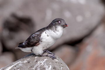 Least Auklet (Aethia pusilla) with food to chick at colony, St. George Island, Pribilof Islands, Alaska, USA