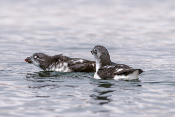 Least Auklets (Aethia pusilla) at sea near St. George Island, Pribilof Islands, Alaska, USA