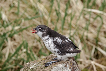 Least Auklet (Aethia pusilla) at colony in St. George Island, Pribilof Islands, Alaska, USA