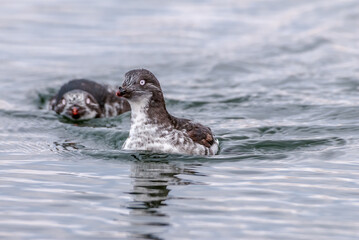 Least Auklets (Aethia pusilla) at sea near St. George Island, Pribilof Islands, Alaska, USA