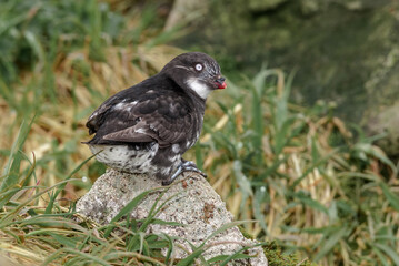 Least Auklet (Aethia pusilla) at colony in St. George Island, Pribilof Islands, Alaska, USA