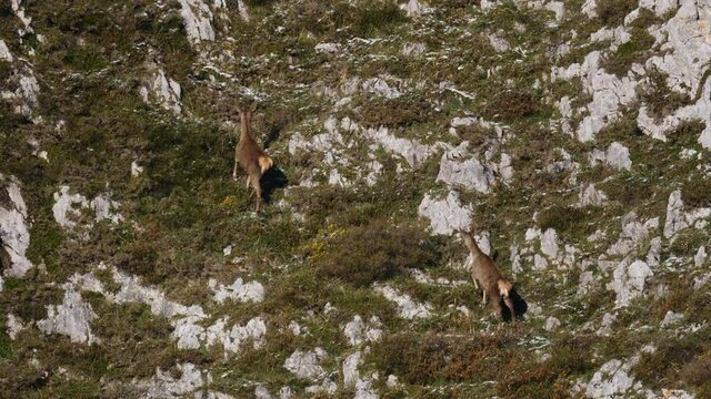 A herd of hinds flees from human presence, seeking shelter in the mountains of rocks