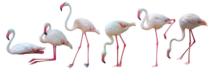 Set of Flamingos in different positions isolated on white background
