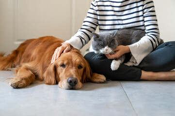 Golden Retriever and British Shorthair accompany their owner © chendongshan