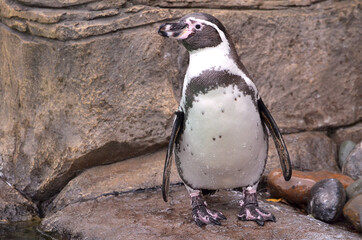 Naklejka premium penguin on the beach