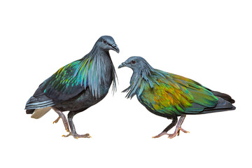Nicobar Pigeon isolated on white background beautiful bird