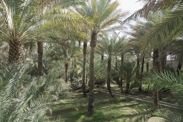 Palm trees in oasis in the arabian desert