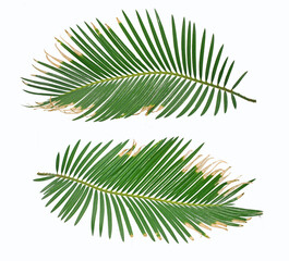 Naklejka premium Tropical palm leaf isolated on white background