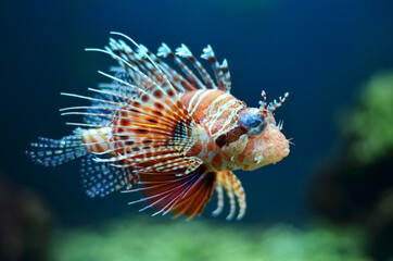 fish in aquarium