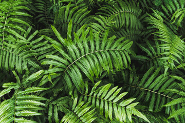 Green fern leaf pattern background