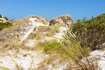 Coastal sand dune landscape of Fish Hoek, Cape Town